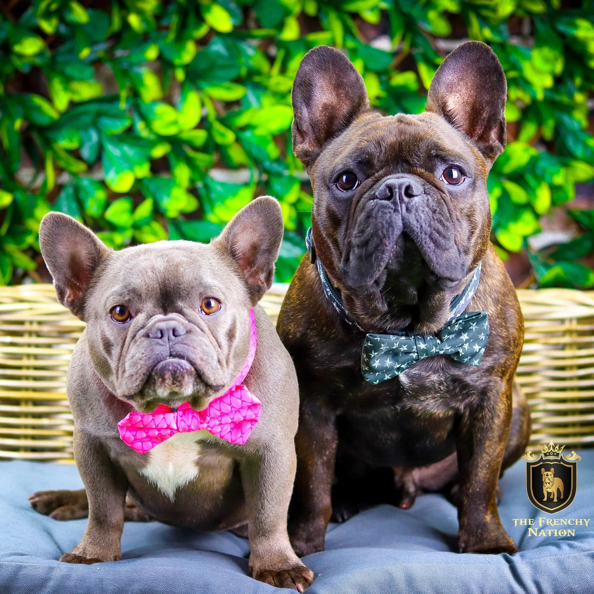 “Fabulous Darling “ Collar With Bow Tie