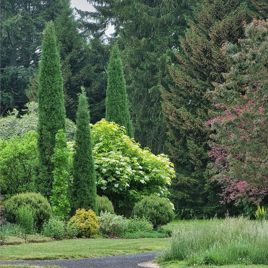 Fastigiate Eastern Red Cedar - Juniperus virginiana 'Taylor'