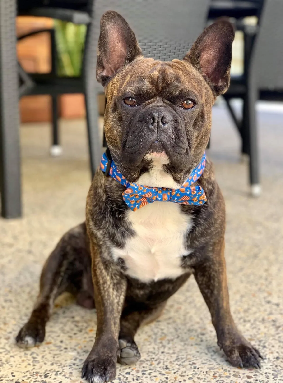 “Finger licking good"  Collar & Bow Tie ✨Bulldog collection ✨