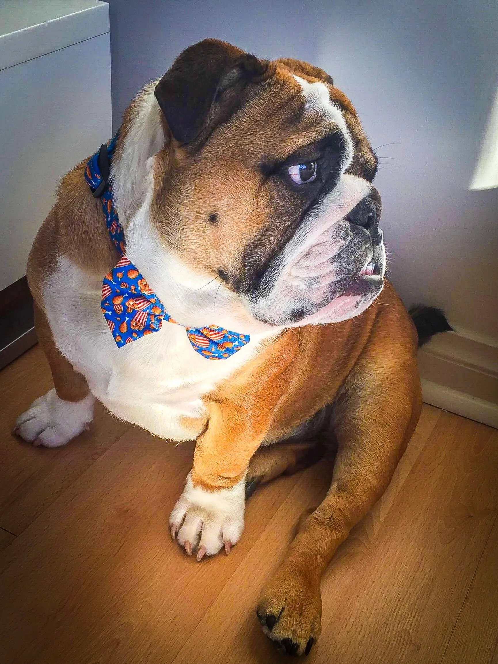 “Finger licking good"  Collar & Bow Tie ✨Bulldog collection ✨