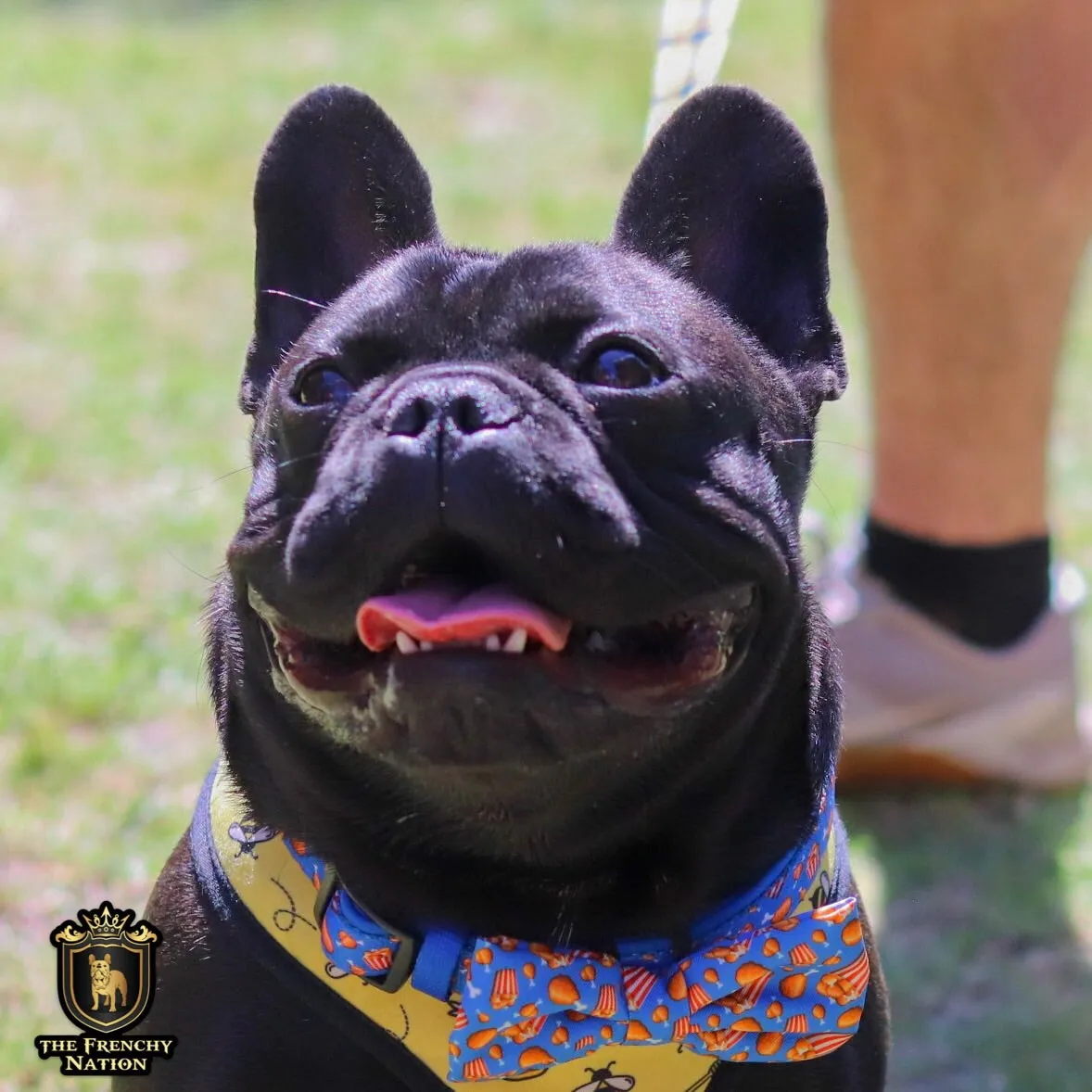 “Finger licking good"  Collar & Bow Tie ✨Bulldog collection ✨