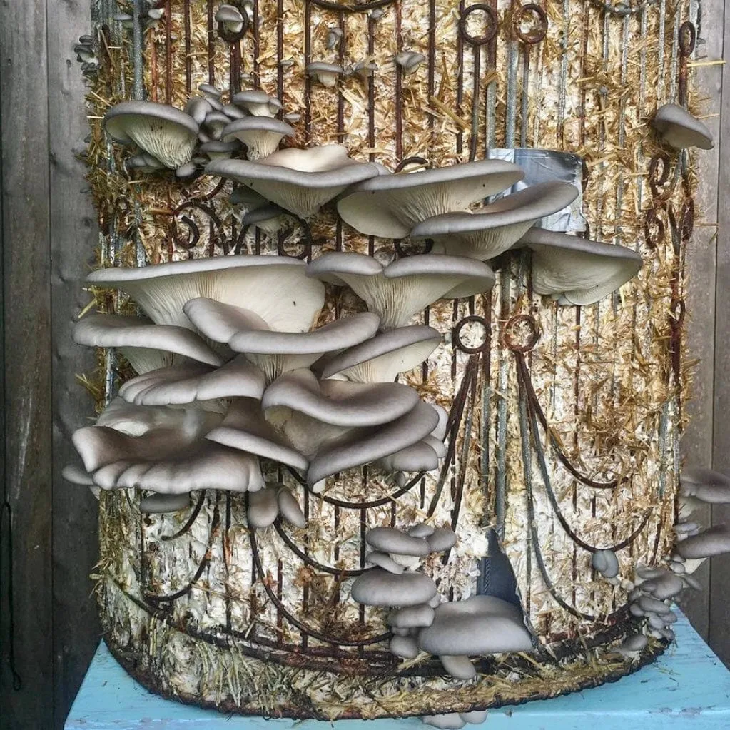 Organic Blue Oyster Mushroom Sawdust Spawn