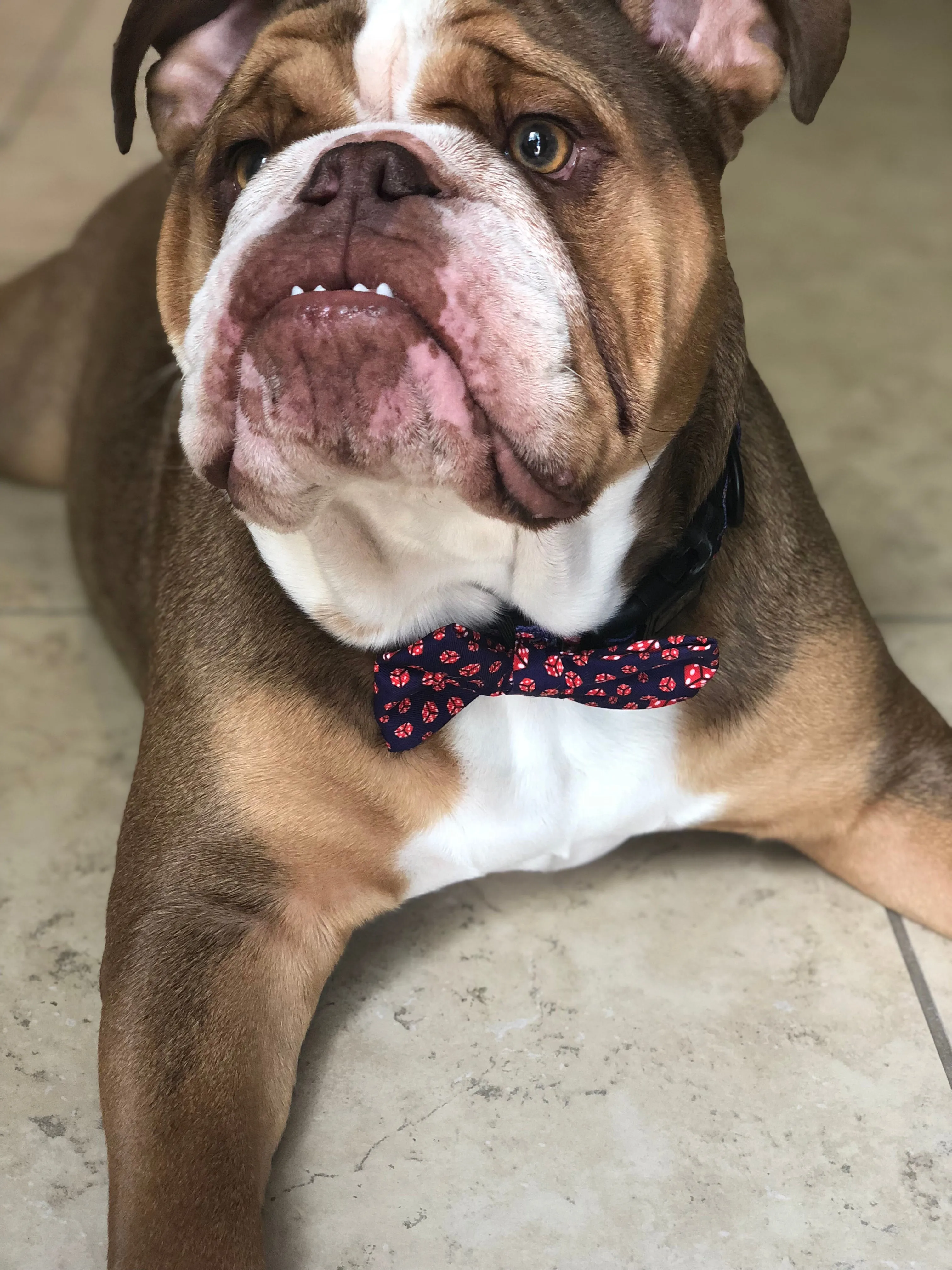 "What happens in Vegas"  Collar & Bow Tie